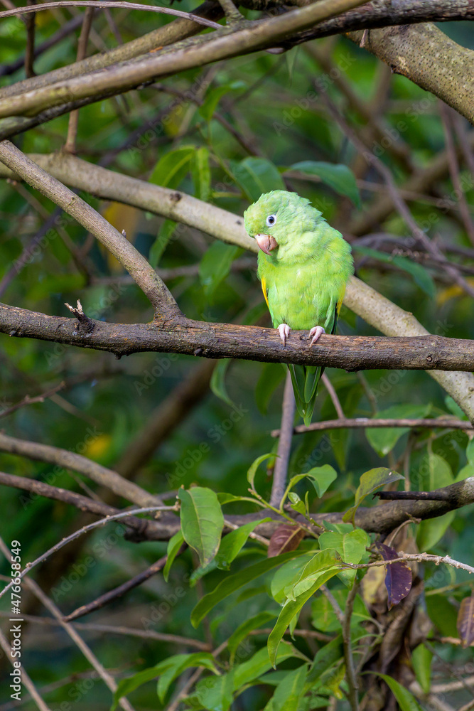 A parrot high in a tree. The Plain Parakeet. Species Brotogeris tyrica. It is a typical parakeet of the Brazilian Atlantic forest. Birdwatching. Birding. A parrot high in a tree. The Plain Parakeet. Species Brotogeris tyrica. It is a typical parakeet of the Brazilian Atlantic forest. Birdwatching. Birding.