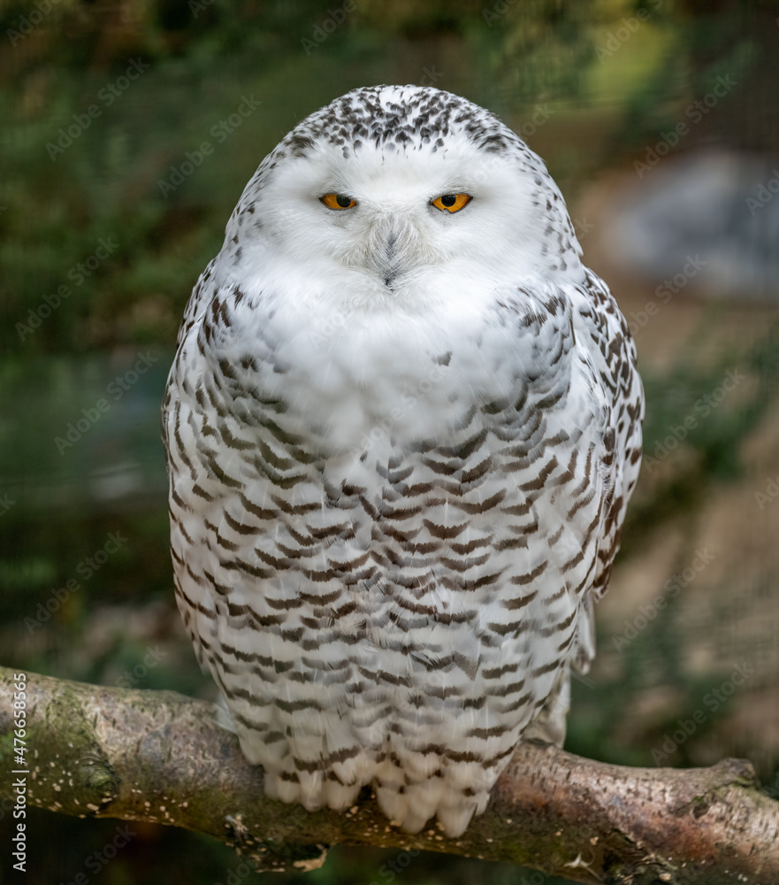 Obraz premium Close up of a large Snowy Owl perched on branch.