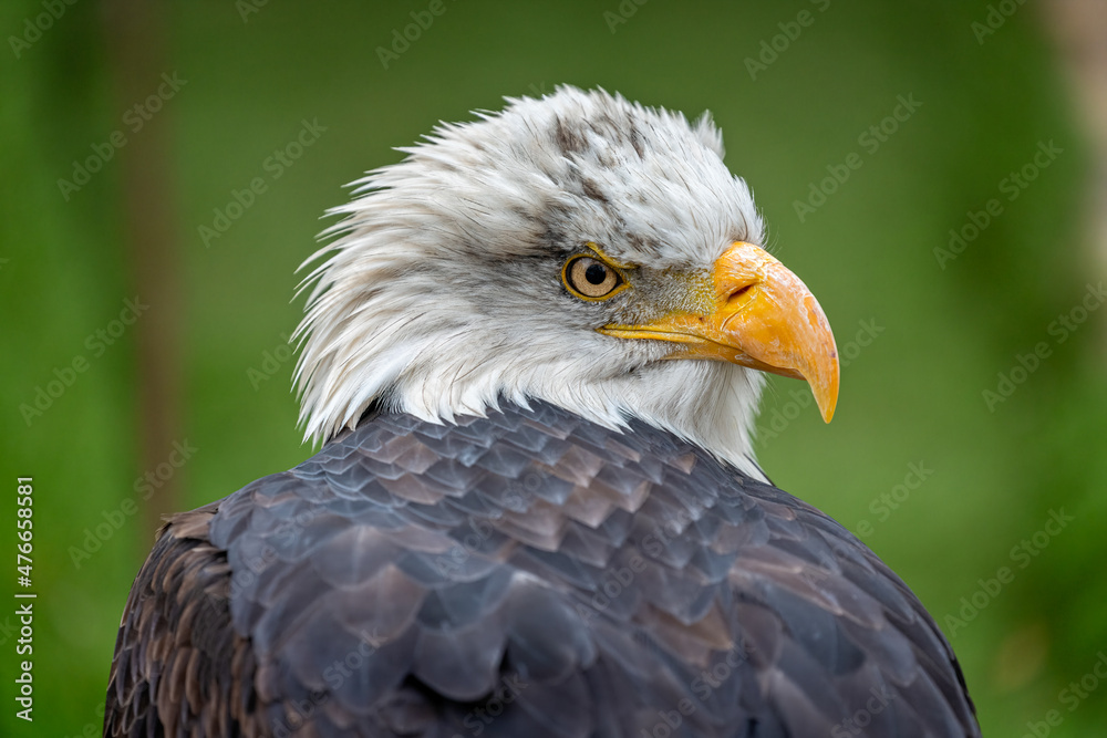 Close up profile view of an adult Bald Eagle Close up profile view of an adult Bald Eagle