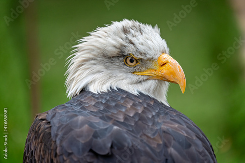 Close up profile view of an adult  Bald Eagle