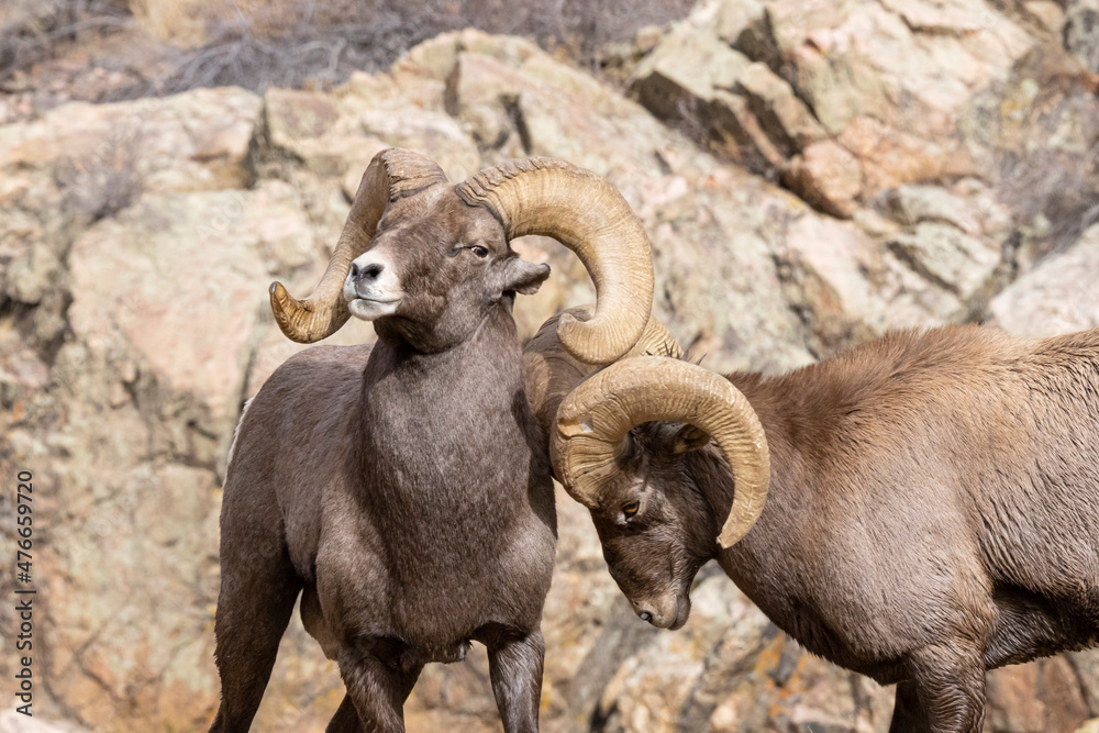 Obraz premium Big Horn Sheep in Waterton Canyon