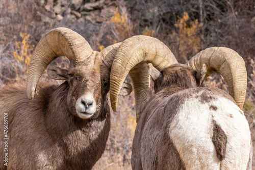 Big Horn Sheep in Waterton Canyon