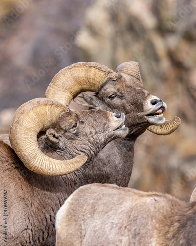 Big Horn Sheep in Waterton Canyon