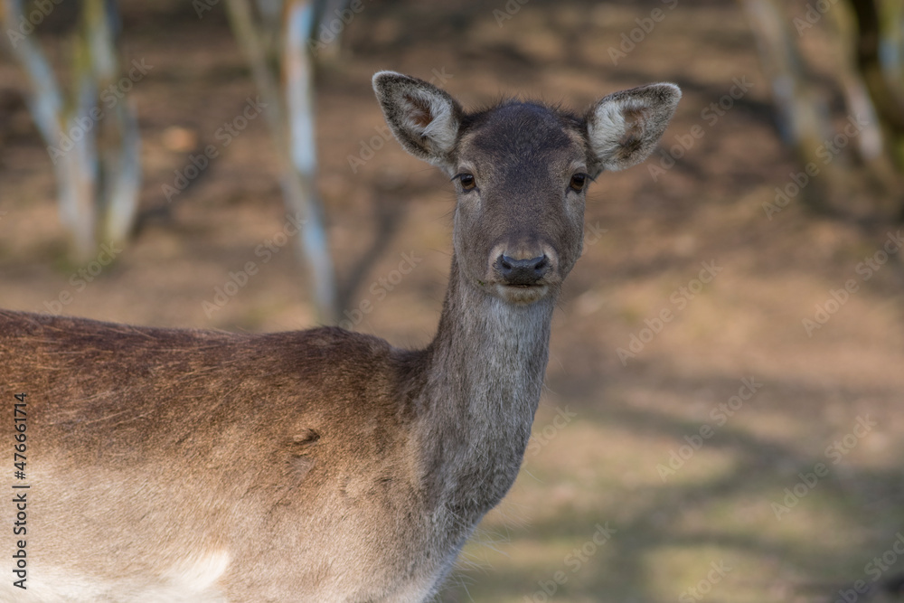 Dama European fallow deer brown color wild ruminant mammal on pasture in autumn winter time, beautiful woodland animal Dama European fallow deer brown color wild ruminant mammal on pasture in autumn winter time, beautiful woodland animal