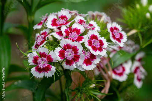 Dianthus barbatus beautiful ornamental flowering plants  group of bright pink purple white flowers in bloom