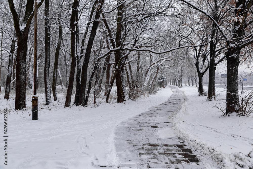 view of a snowy alley between the trees in winter view of a snowy alley between the trees in winter