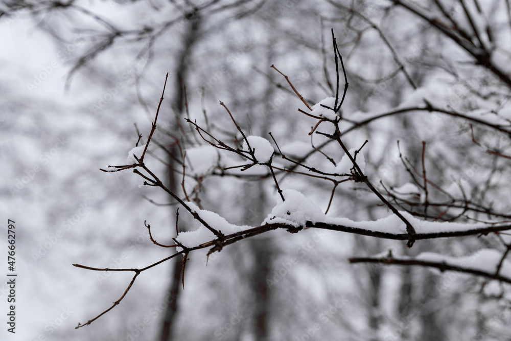 view of snow-covered tree branches close up view of snow-covered tree branches close up