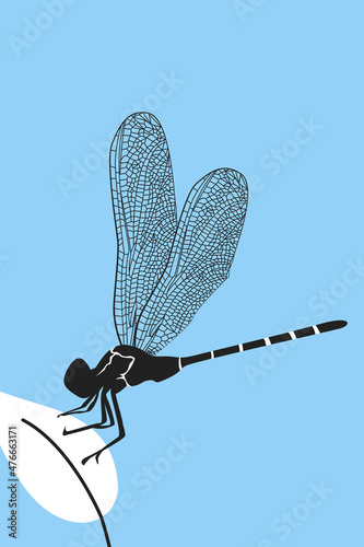 Engrave isolated dragonfly hand drawn graphic illustration. Dragonfly with delicate wings vector illustration