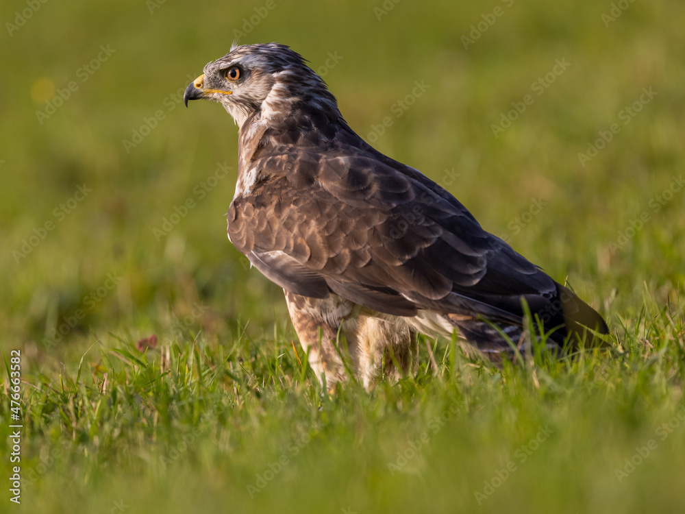 Ein Mäusebussard freigestellt in der Seitenansicht auf einer Wiese sitzend Ein Mäusebussard freigestellt in der Seitenansicht auf einer Wiese sitzend