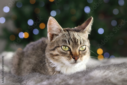 Cat lying and resting on gray fur on the background of the Christmas tree. 2022.Merry Christmas. Little kitten close up. Cat with green eyes. Portrait of a kitten. Holiday concept. Place for text. 
