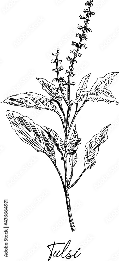 Colour shades of Basil (Tulsi) leaves on Behance | Tulsi plant, Tulsi, Plant  photography