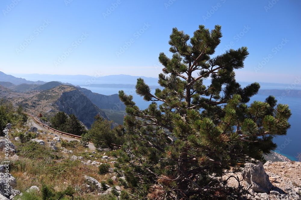 Pine tree in the mountains. Scenic landscape of a green pine tree on top of a mountain against a background of blue sky and sea, Croatia Pine tree in the mountains. Scenic landscape of a green pine tree on top of a mountain against a background of blue sky and sea, Croatia