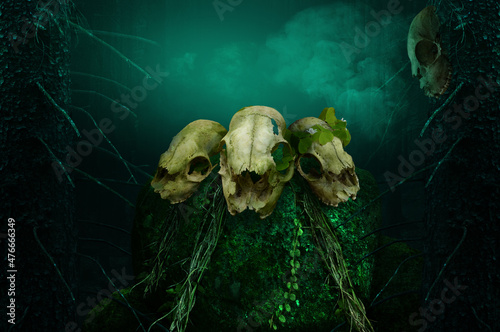 Three skulls on mossy rock in dark mysterious forest with smoke. One skull hanging on the tree. Ancient celtic druid pagan witchcraft ritual.