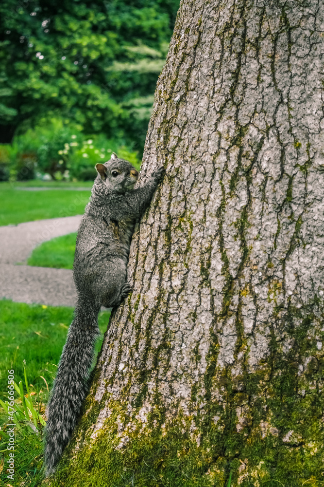 VANCOUVER ISLAND - A squirrel climbing a tree VANCOUVER ISLAND - A squirrel climbing a tree
