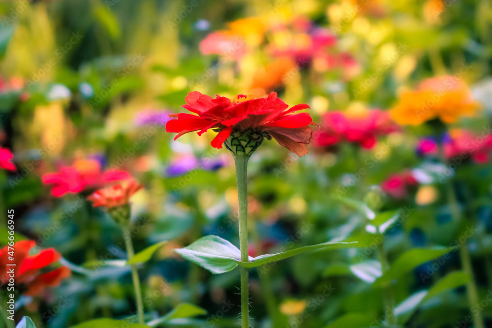 VICTORIA, BC - Flowers in Victoria's Botanical Gardens