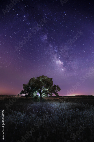 Carta da parati The Milky Way galaxy appears from behind this small tree