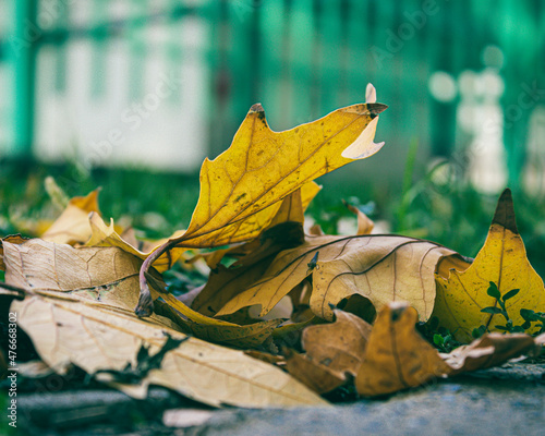 maple leaf on the ground