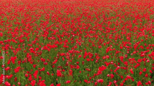 Field of poppy flowers red nature low above forward push in camera movement closeup. Flying over flowers. Drone video 4k
