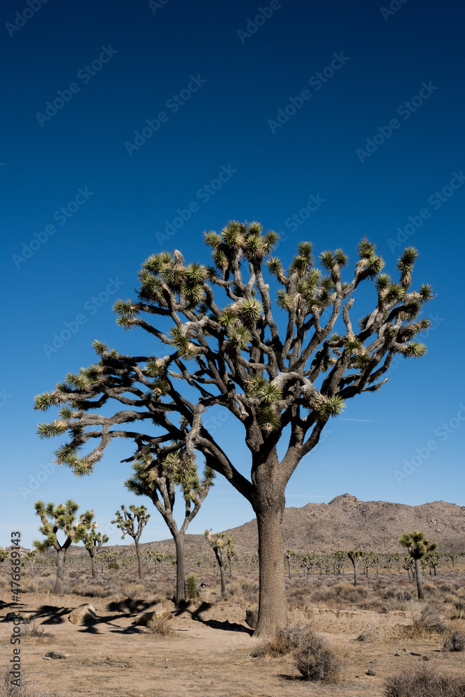 Giant Joshua Tree On Bighorn Pass Road