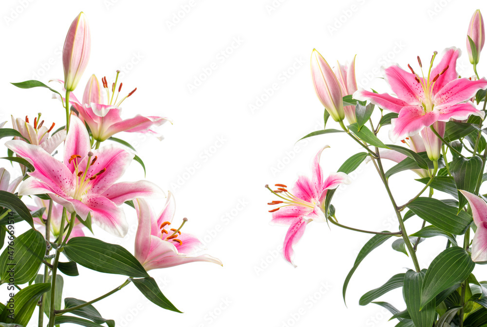 Different angles of a part of a bouquet of blooming pink lilies on a white background. Soft lighting. The lily variety is Pink Brilliant.