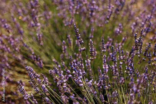 lavender bushes close up, Provence, Plateau Valensole. Beautiful image of lavender field.Lavender flower field, image for natural background.Very nice view of the lavender fields. © Andriy Medvediuk