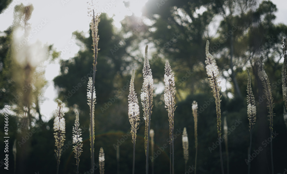 Obraz premium Menorca Flowers