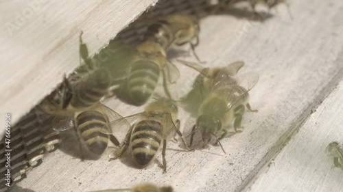 bienen fliegen zum bienenstock close-up
