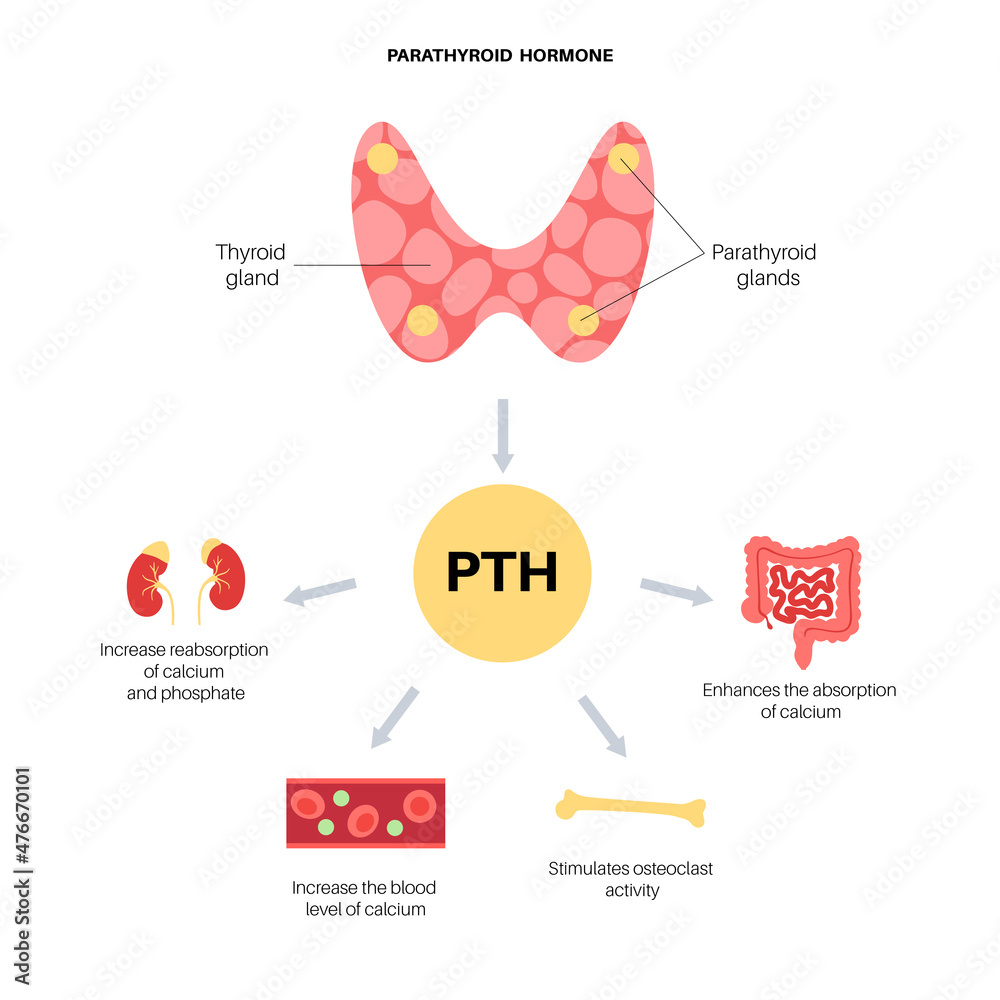 parathyroid gland anatomy Stock Vector | Adobe Stock