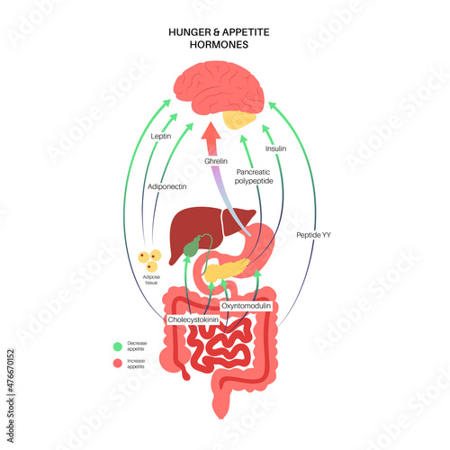 Hunger appetite hormones