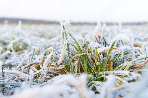 reif frost bedeckt wiese detail