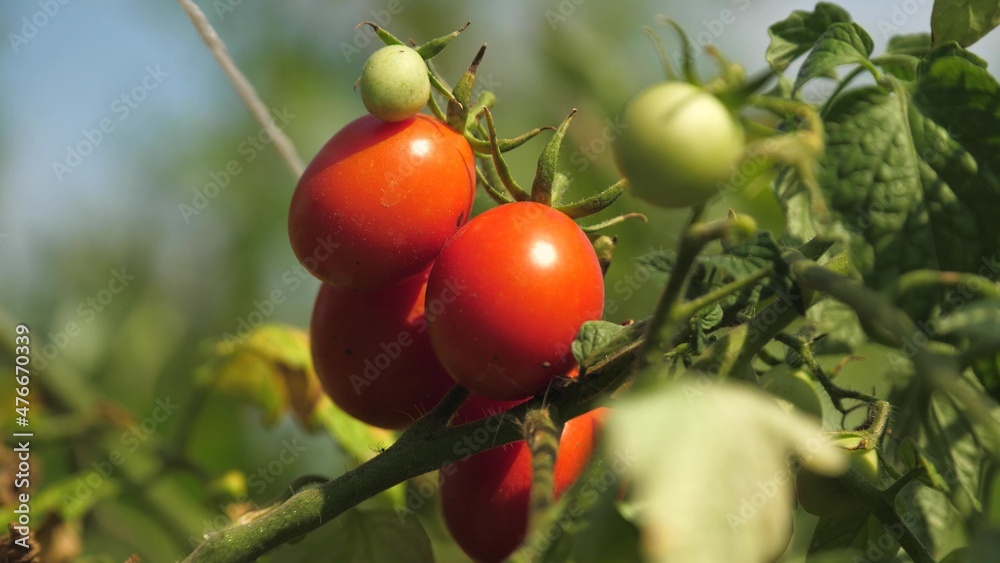 A good harvest of delicious tomatoes has ripened in the field. Red ripe fresh tomatoes on a green branch grow on a plantation in summer. Growing vegetables, organic products. Agrarian business