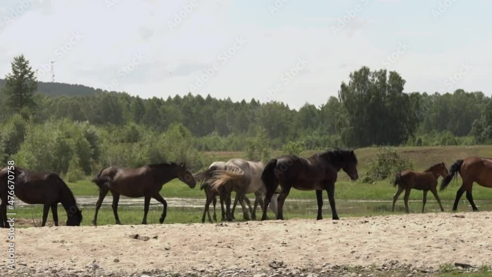 a herd of horses walking next to the river a herd of horses walking next to the river