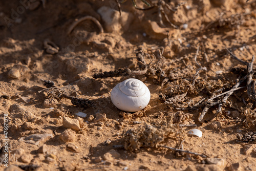 Empty snail shell on the sand in the Negev desert in southern Israel 