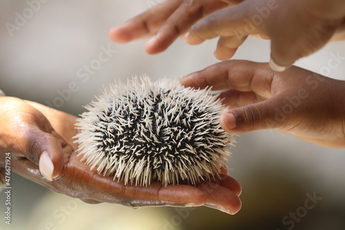 Kinderhand streichelt Seeigel