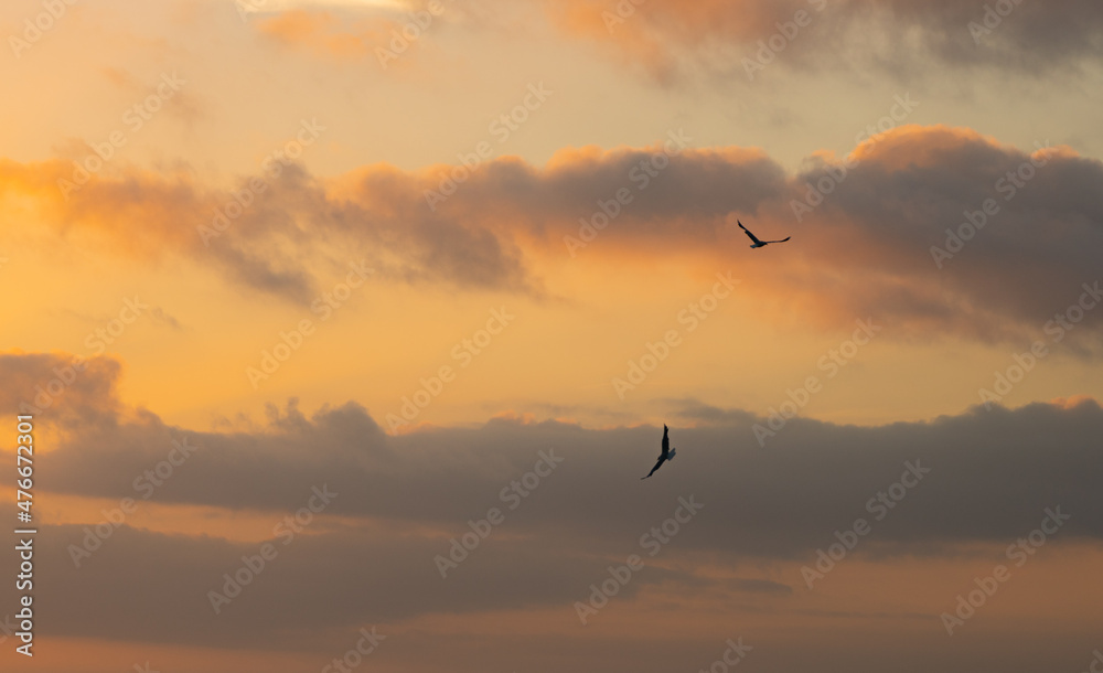 flock of birds at the sunset