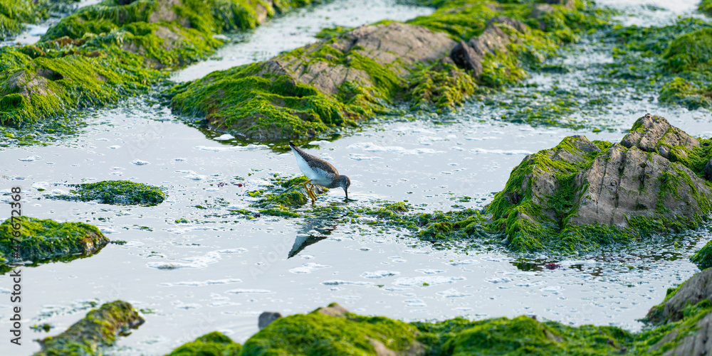 Bird eating at the bay rocks