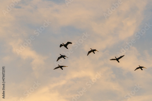 flock of birds