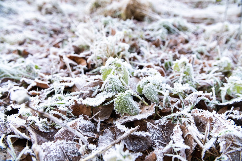 frost on the leaves frost on the leaves