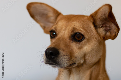 Close-up of cute young brown mixed breed dog with big ears looking forward and paying attention isolated on light background