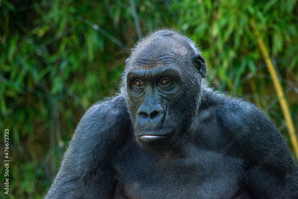 Beautiful Gorilla with a fascinating intelligent expression