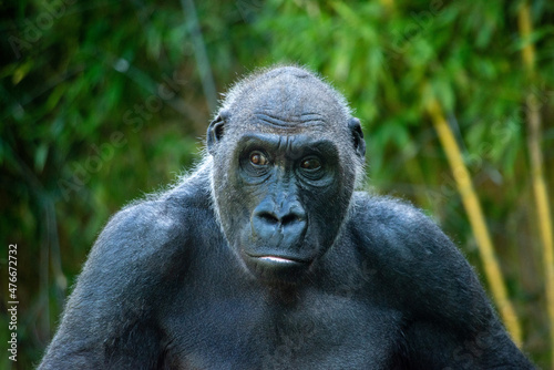 Beautiful Gorilla with a fascinating intelligent expression