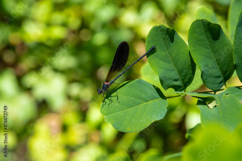 Dragonfly on a green background, Nebrodi Park, Sicily