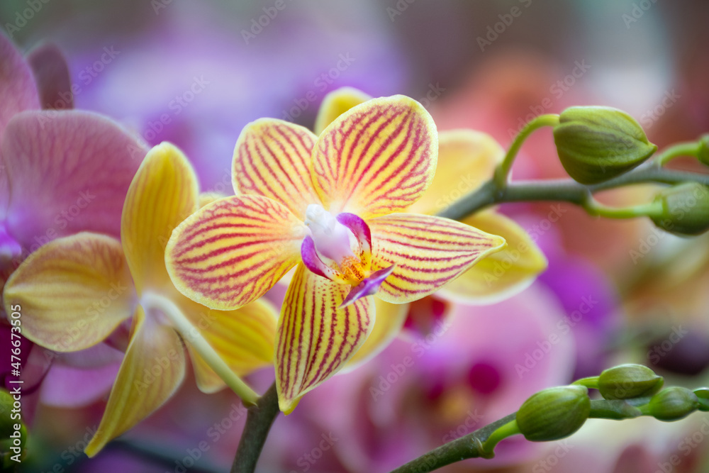 Fototapeta premium Orange orchid flower 02