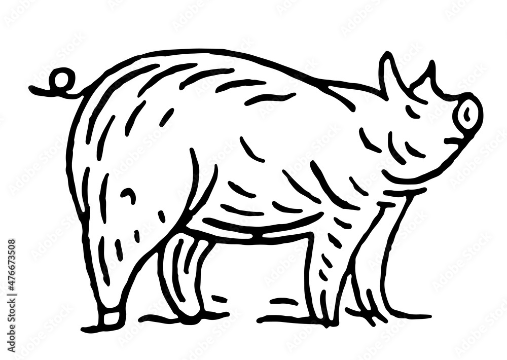 Fototapeta premium Pig standing. Side view. Vector black vintage engravin