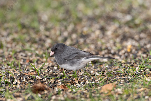 Dark-eyed Junco foraging on ground.