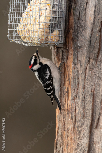 Male Downy Woodpecker using suet feeder.