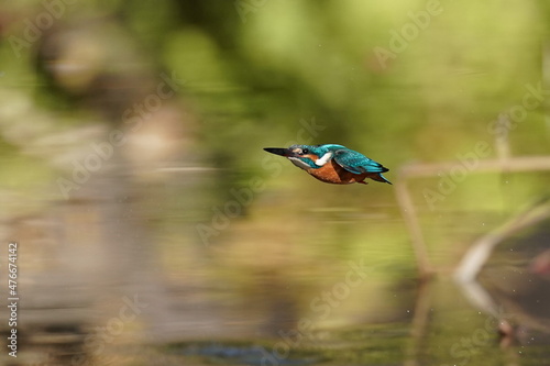 kingfisher on the branch © Matthewadobe