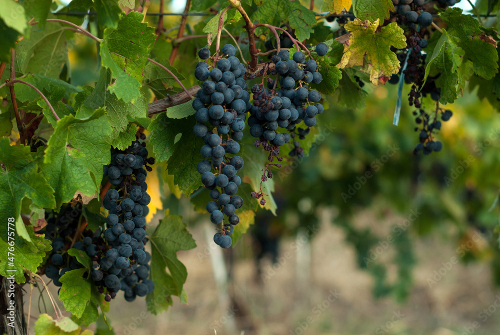 Cluster of grapes in the wineyard