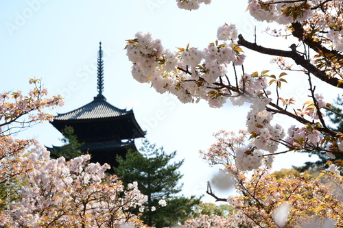 Cherry blossom in full bloom against a background of NINNAJI temple, Kyoto photo