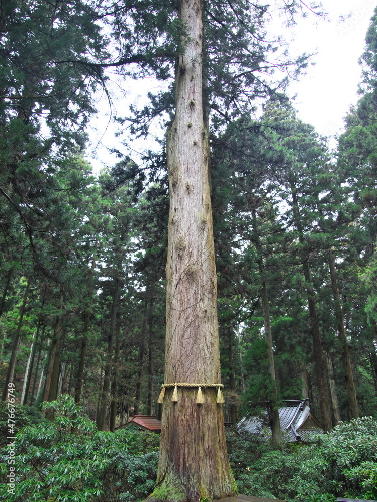 Fototapeta premium Ibaraki,Japan - December 17, 2021: Shinboku or sacred trees in Shinto Shrine 